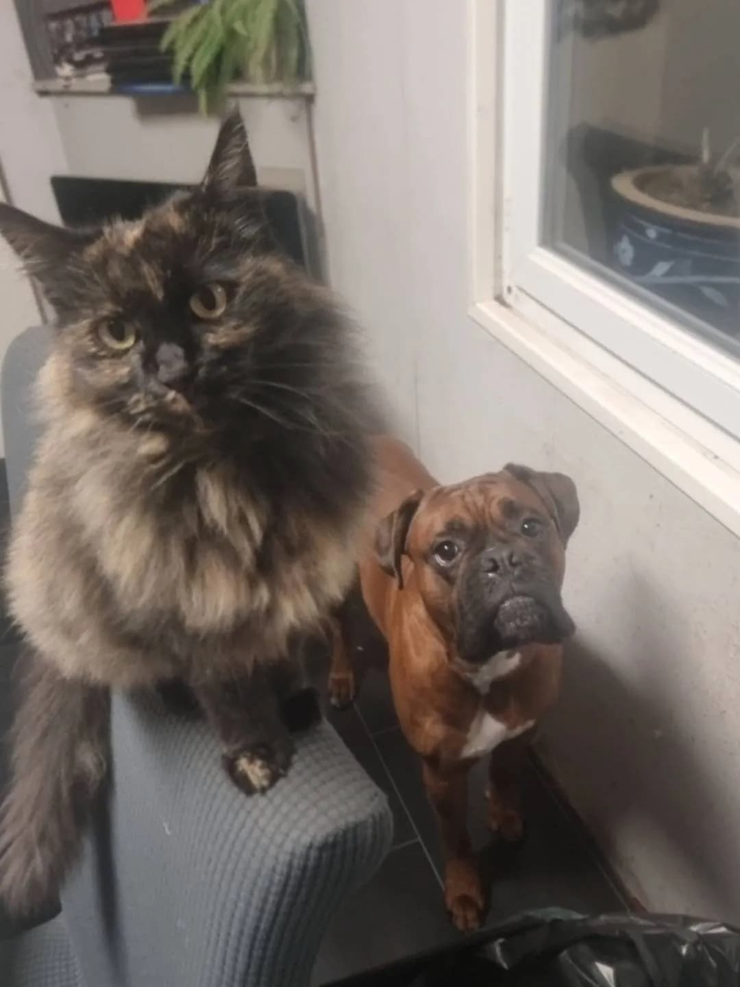 Urkan et lady