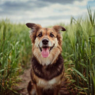 chien dans un champ de blé - Camping Les Parcs