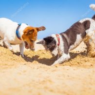 2 chiens entrain de creuser - Camping Les Parcs